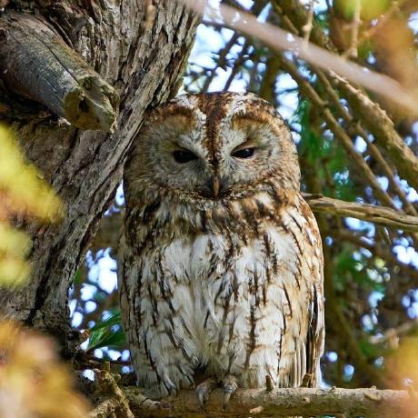 Strix